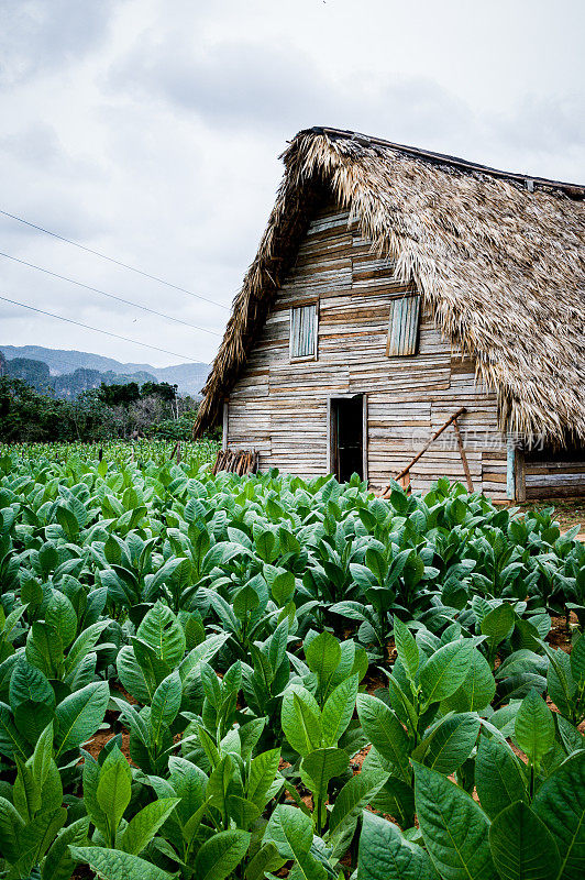 古巴Pinar del里约热内卢烟草种植园